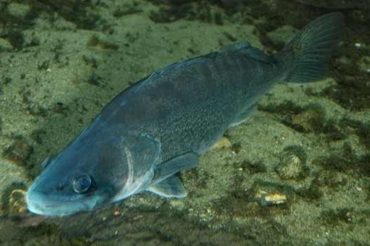 Megindult a süllő ívása a Balatonon, leáll a busahalászat