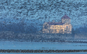 November végén rendezik a 24. Vadlúd Sokadalmat Tatán