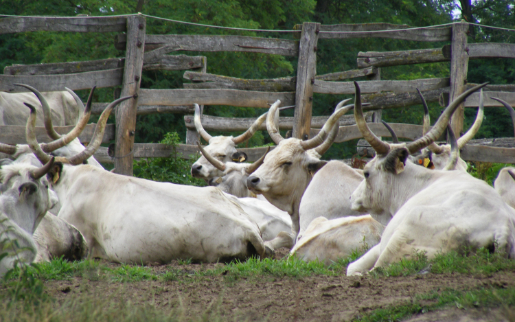 Bivalytelepet fejleszt a Balaton-felvidéki Nemzeti Park