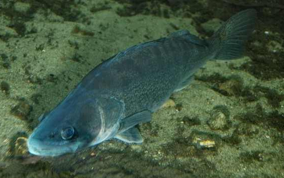 Megindult a süllő ívása a Balatonon, leáll a busahalászat