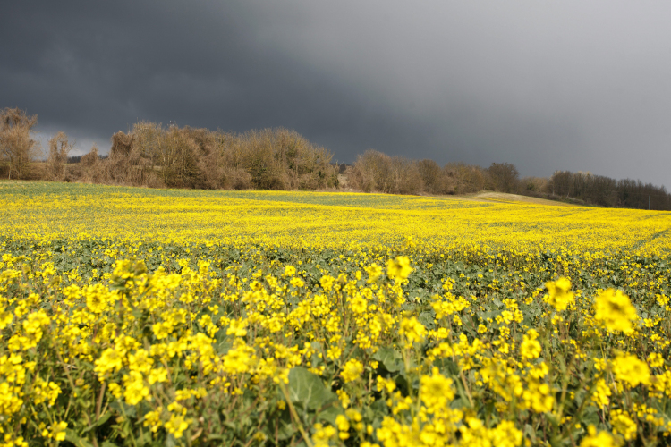 Virágzik a repce Zala megyében