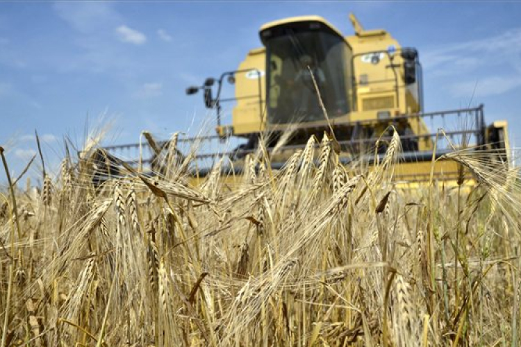 Jó minőségű a Zala megyében termett őszi árpa