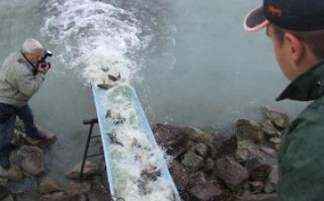 Haltelepítés tonnaszámra a Balatonba