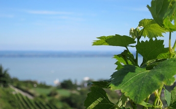 Balatoni bort a Balaton partra! címmel hirdettek kampányt