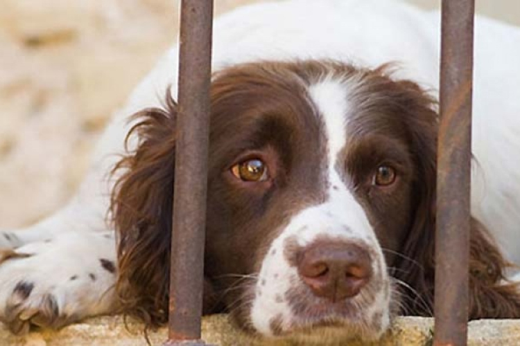 Állatkínzással gyanúsítanak Zalában egy kutyatartót
