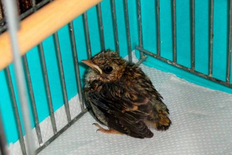 Új irodát nyitnak a Balatonon a civil áldozatvédők