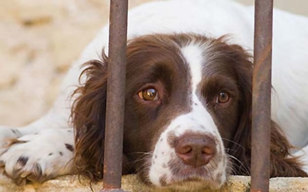 Állatkínzással gyanúsítanak Zalában egy kutyatartót