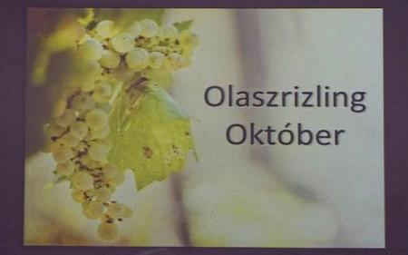 Közös Olaszrizling-szüret musthajóval a Balatonon