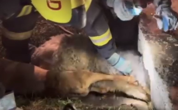 A tapasztalt tűzoltók is megdöbbentek - Két, egymással összekötözött kutyát mentettek ki egy betongyűrűből