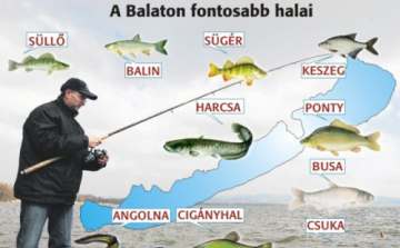 Balatoni halak napja