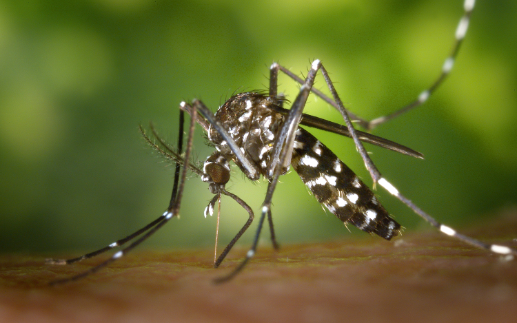 Terjed a chikungunya-vírus Olaszországban 