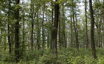 EU-támogatás a Nemzeti Erdőtelepítési Programra - Klímaváltozás miatt átalakuló erdők