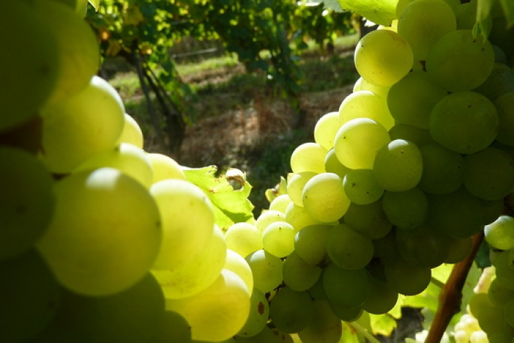 Balatoni Kör - Új szerveződés fogja össze a balatoni borászokat
