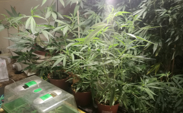 Tanyán termesztett kábítószert két férfi Gyulán