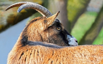 Veszett kecskéket találtak a Borsodban