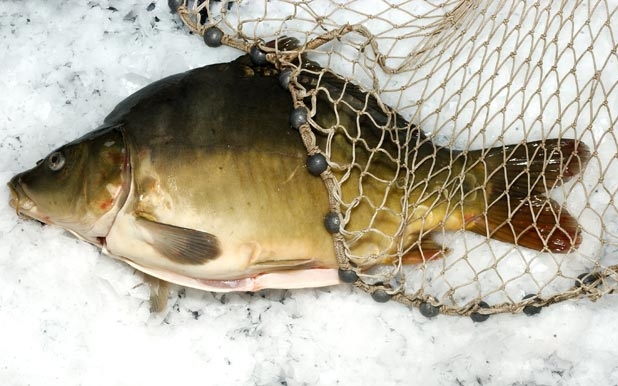 Elfogadta a Parlament a halgazdálkodási törvényt 