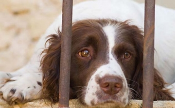 Állatkínzással gyanúsítanak Zalában egy kutyatartót