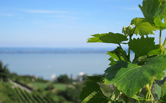 Balatoni bort a Balaton partra! címmel hirdettek kampányt