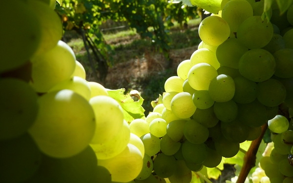Balatoni Kör - Új szerveződés fogja össze a balatoni borászokat