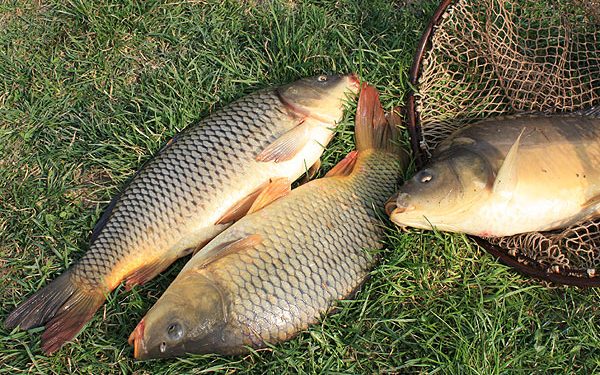 Ponty így jó fesztivál a Balatonnál
