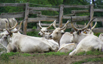 Bivalytelepet fejleszt a Balaton-felvidéki Nemzeti Park