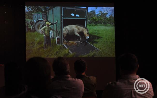 A Hortobágyról telepítenek vissza vadlovakat Kazahsztánba