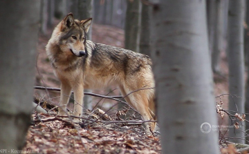 Az EP hozzájárult a farkasok védelmi státusának enyhítéséhez