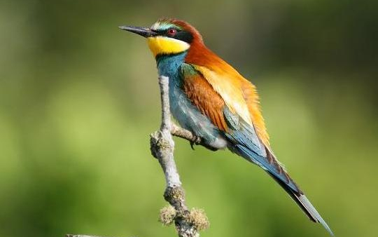 A gyurgyalag a 2013-as év madara