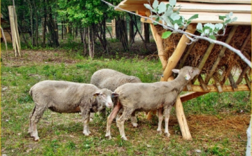 Hazai vadakat és háziállatokat mutat be a Keszthelyen megnyílt állatpark