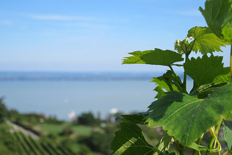 Balatoni bort a Balaton partra! címmel hirdettek kampányt