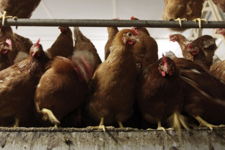 Újraindítják a Zalai Baromfifeldolgozót 60-80 munkavállalóval