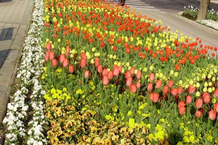 A virágos Hévízt zsűrizték