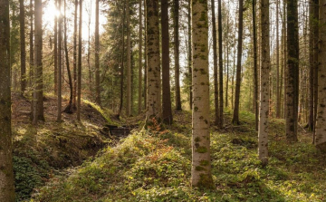 AM: kezdődik az Erdők Hete országos rendezvénysorozat