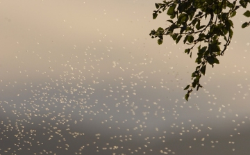 Szúnyogok - Megkezdődött a kémiai szúnyogirtás a Balatonon