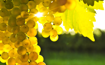 Tokaj-Hegyalján jó minőségű szőlőre számítanak