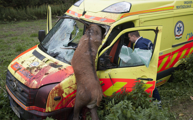 Szarvassal ütközött egy mentőautó Zalaegerszegen