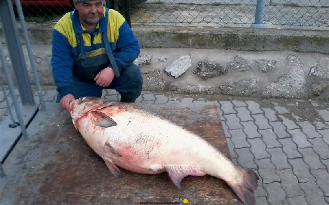 Óriás busát fogtak a Balatonban