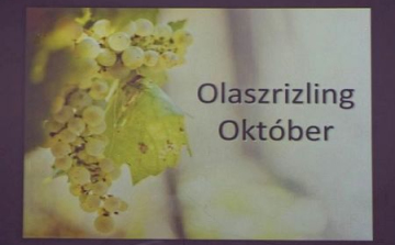 Közös Olaszrizling-szüret musthajóval a Balatonon